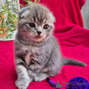 Photo №1. scottish fold - for sale in the city of Beiersdorf | 361$ | Announcement № 177745