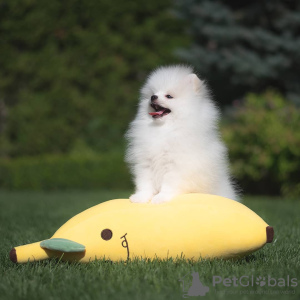 Photo №2 to announcement № 133887 for the sale of pomeranian - buy in Netherlands private announcement