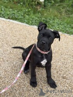 Photo №1. cane corso - for sale in the city of Allison | negotiated | Announcement № 168839