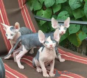 Photo №1. sphynx-katze - for sale in the city of Helsinki | 599$ | Announcement № 164071
