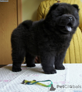 Photo №4. I will sell chow chow in the city of Lidköping. private announcement, breeder - price - 877$