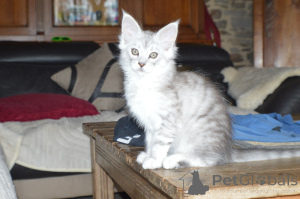 Photo №2 to announcement № 165811 for the sale of maine coon - buy in Luxembourg private announcement, breeder