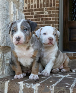 Photo №3. High Quality American Bulldog Puppies. Germany