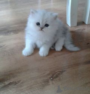 Photo №1. persian cat - for sale in the city of Berlin | 258$ | Announcement № 159511
