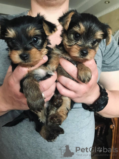 Additional photos: Yorkshire Terrier