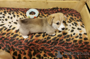 Photo №2 to announcement № 8300 for the sale of welsh corgi - buy in Russian Federation private announcement
