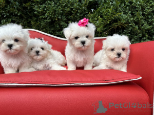 Photo №2 to announcement № 160254 for the sale of maltese dog - buy in Germany private announcement