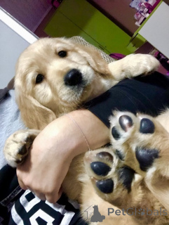 Photo №1. golden retriever - for sale in the city of Kovilj | negotiated | Announcement № 159672