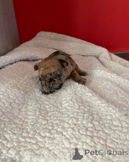 Photo №2 to announcement № 163038 for the sale of french bulldog - buy in France private announcement, from the shelter