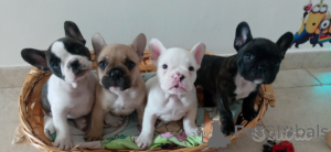 Photo №1. french bulldog - for sale in the city of Hannover | 380$ | Announcement № 118269