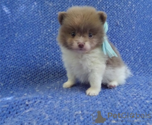 Photo №1. pomeranian - for sale in the city of Paris | Is free | Announcement № 12639