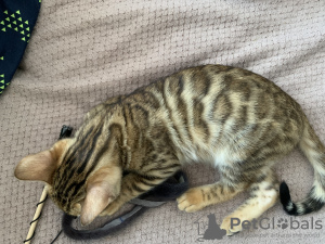 Photo №2 to announcement № 43038 for the sale of bengal cat - buy in Russian Federation private announcement
