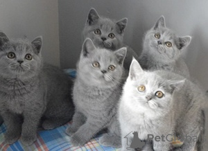 Photo №1. british shorthair - for sale in the city of Strömsund | Is free | Announcement № 48514
