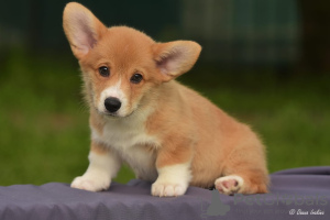 Photo №4. I will sell welsh corgi in the city of Моршанск. private announcement, breeder - price - Is free