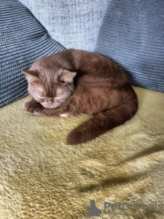 Photo №3. Two British shorthair sister for rehoming. Switzerland