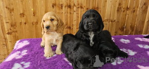 Photo №2 to announcement № 164771 for the sale of english cocker spaniel - buy in Poland private announcement, breeder