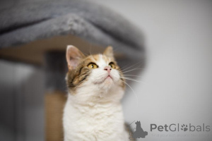 Photo №4. I will sell  in the city of Khimki. from the shelter - price - Is free