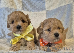 Photo №1. poodle (toy) - for sale in the city of Achaern | negotiated | Announcement № 176171