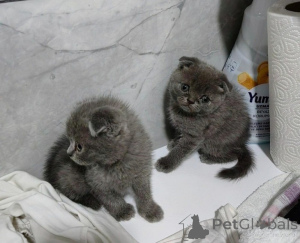 Photo №1. scottish fold - for sale in the city of Seville | negotiated | Announcement № 176401