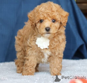 Photo №1. american cocker spaniel - for sale in the city of Nünchritz | 392$ | Announcement № 166187
