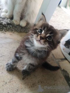 Photo №3. Lovely Maine Coon Kittens for sale around you. Netherlands