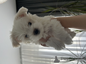 Photo №1. maltese dog - for sale in the city of Grodno | 258$ | Announcement № 172399