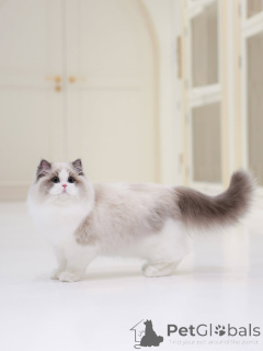 Photo №3. Soft as silk and sweet as sunshine Oliver is the kind of Ragdoll that fills your. Switzerland