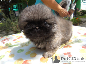 Additional photos: Pekingese puppies