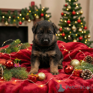 Photo №1. german shepherd - for sale in the city of Arrondissement de Berchtesgaden-Campagne | negotiated | Announcement № 162925