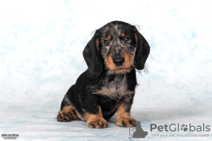 Additional photos: Wirehaired dachshund - dachshund puppies, kennel