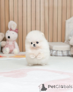 Photo №2 to announcement № 173724 for the sale of pomeranian - buy in Czech Republic breeder
