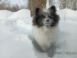 Additional photos: German Spitz, baby girl