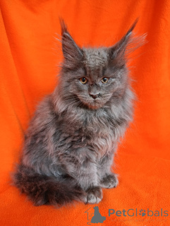 Additional photos: A chic kitten boy