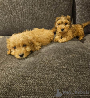 Photo №4. I will sell english cocker spaniel in the city of Bleialf. private announcement - price - 392$