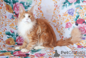 Photo №1. maine coon - for sale in the city of Ryazan | 333$ | Announcement № 7061