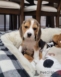 Photo №3. Fantastic litter of beagle puppies. Germany