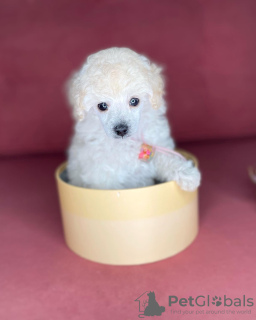 Additional photos: toy poodle puppies