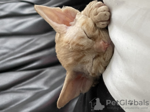 Additional photos: Devon Rex kittens