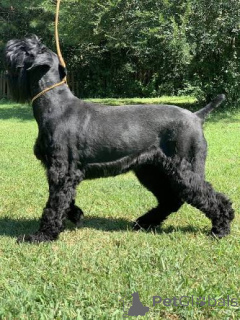 Photo №1. giant schnauzer - for sale in the city of FAGERUDD | 500$ | Announcement № 172790