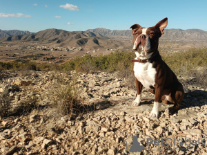 Photo №2 to announcement № 113249 for the sale of boston terrier - buy in Spain breeder