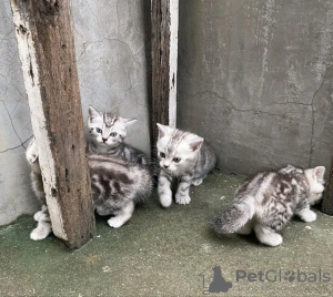 Photo №3. Healthy cute adorable and socialized British shorthair kittens available now for. Germany