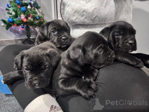 Photo №2 to announcement № 162319 for the sale of cane corso - buy in Serbia private announcement