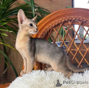 Photo №1. abyssinian cat - for sale in the city of Herzogenrath | 361$ | Announcement № 178148