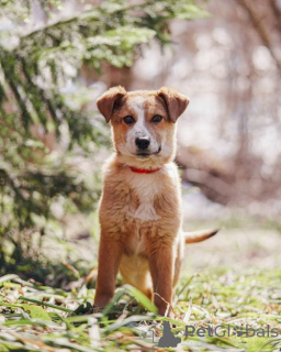 Photo №1. non-pedigree dogs - for sale in the city of Moskova | Is free | Announcement № 167146