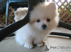 Photo №1. pomeranian - for sale in the city of Кабарет | negotiated | Announcement № 10696