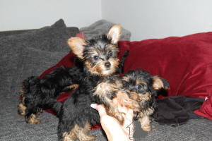 Photo №1. yorkshire terrier - for sale in the city of Bamberg | 370$ | Announcement № 74475