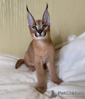 Photo №1. caracal - for sale in the city of Capitol Hill | negotiated | Announcement № 99623