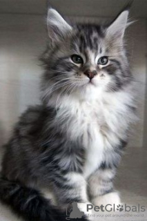 Photo №4. I will sell maine coon in the city of Berlin. private announcement, from nursery, breeder - price - 296$