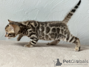 Photo №1. bengal cat - for sale in the city of Флоренция | negotiated | Announcement № 105929