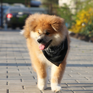 Additional photos: Long-haired Akita